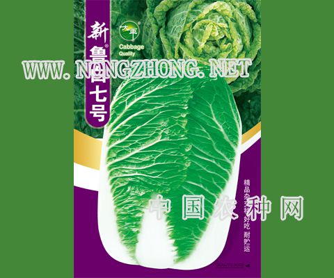 新鲁白七号